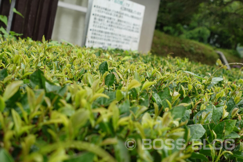 小野茶・援むすび山口